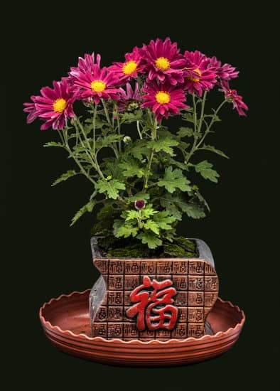 Come Potare I Bonsai Da Interno 1 Scopri come potare i bonsai da interno correttamente per mantenere la loro bellezza e salute