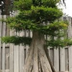 Scopri il mistero: perché cadono le foglie dal bonsai? Scopri come evitare questo problema