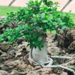 Come Piantare I Semi Di Bonsai Suggerimento per un buon testo alt: Immagine di una mano che deposita delicatamente i semi di bonsai nel terreno umido
