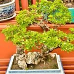 Qual è il terriccio ideale per una quercia bonsai? Scopri quale tipo di terreno utilizzare per la tua pianta