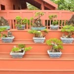 Come Curare Il Bonsai Ficus Ginseng Scopri le migliori tecniche per curare il bonsai Ficus Ginseng e garantire la sua salute e longevità
