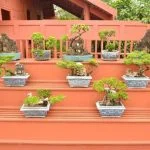 Scopri le migliori tecniche per curare il bonsai Ficus Ginseng e garantire la sua salute e longevità