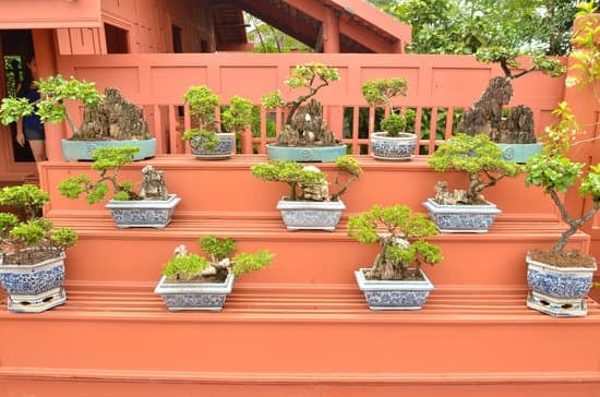 Come Curare Il Bonsai Ficus Ginseng 1 Scopri le migliori tecniche per curare il bonsai Ficus Ginseng e garantire la sua salute e longevità