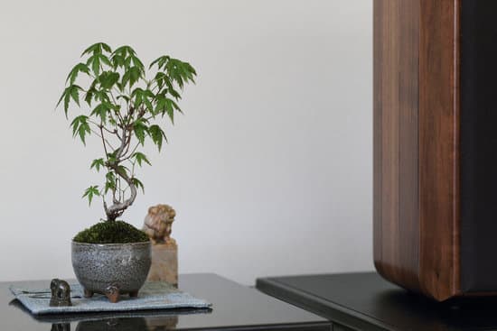Dove Mettere Il Bonsai 1 Scegliere il luogo ideale per il tuo bonsai: scopri come e dove mettere il bonsai per garantirne la crescita ottimale
