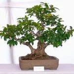 Scopri come fare bonsai di limone con semplici passaggi, trasformando un limone in una miniatura di bellezza naturale