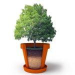 Come Fare Bonsai Olivo Semplici passi su come fare un bonsai di olivo: seleziona un giovane germoglio, pota attenta e cura costante