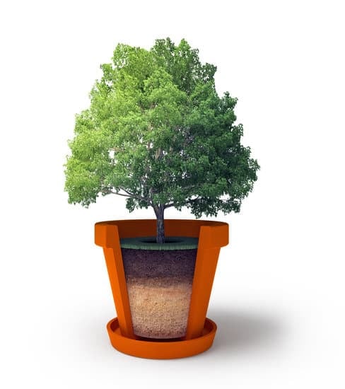 Come Fare Bonsai Olivo 1 Semplici passi su come fare un bonsai di olivo: seleziona un giovane germoglio, pota attenta e cura costante