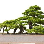 Scegli ghiaia fine in armonia con le dimensioni del bonsai ficus per un tocco estetico e un drenaggio ideale