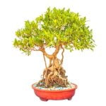 Chi E' Il Portainnnesto Del Bonsai Ficus Scopri l'importanza di conoscere il portainnesto del bonsai Ficus per garantire la prosperità e la salute della pianta