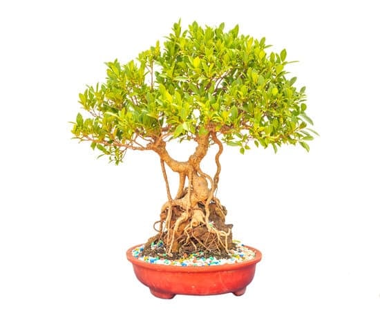 Chi E' Il Portainnnesto Del Bonsai Ficus 1 Scopri l'importanza di conoscere il portainnesto del bonsai Ficus per garantire la prosperità e la salute della pianta