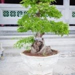 Come Si Fa Crescere Un Bonsai Scopri i segreti su come si fa crescere un bonsai: dalla scelta del terreno alla corretta potatura