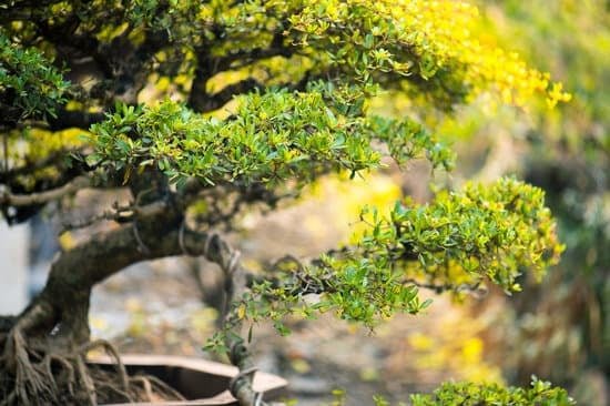 Quando Innaffiare Bonsai 1 Scopri quando innaffiare i bonsai per garantire la loro salute e bellezza nel tempo