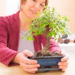 Che Fare Quando Il Bonsai Perde Le Foglie Scopri cosa fare quando il bonsai perde le foglie: diagnosi, rimedi e cure per risolvere questo problema comune