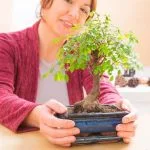 Scopri cosa fare quando il bonsai perde le foglie: diagnosi, rimedi e cure per risolvere questo problema comune