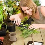 Bonsai da interno: scelta perfetta per appartamenti.