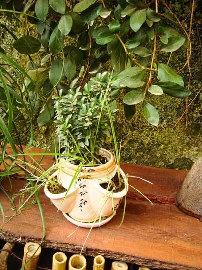 Come Intrecciare Bonsai Ficus 1 Scopri come intrecciare bonsai ficus: guida dettagliata e consigli per ottenere risultati sorprendenti