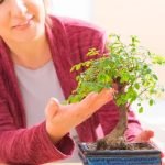 Bagnare il bonsai ficus ginseng solo quando il terreno risulta asciutto