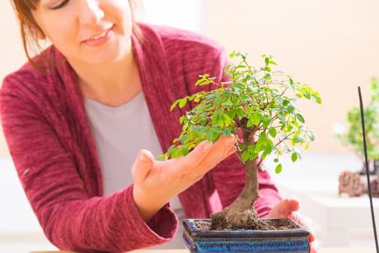 Quante Volte Bagnare Bonsai Ficus Ginseng 1 Bagnare il bonsai ficus ginseng solo quando il terreno risulta asciutto