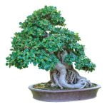 Come Fare Un Bonsai Di Azalea Guida dettagliata su come fare un bonsai di azalea