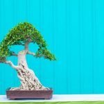 Come Fare Un Bonsai Di Sequoia Guida passo-passo su come fare un bonsai di sequoia