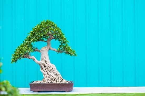 Come Fare Un Bonsai Di Sequoia 1 Guida passo-passo su come fare un bonsai di sequoia