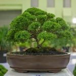 Scopri i bonsai più economici con la parola chiave 'Quale bonsai costa meno'