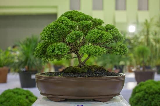 Quale Bonsai Costa Meno 7 Scopri i bonsai più economici con la parola chiave 'Quale bonsai costa meno'