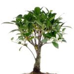 Come Nasce Bonsai Scopri come nasce bonsai: guida completa alla crescita e cura di queste preziose piante in miniatura