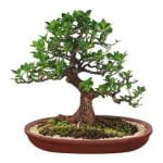 Come Scegliere Il Primo Bonsai Guida pratica su come scegliere il primo bonsai: consigli utili per neofiti