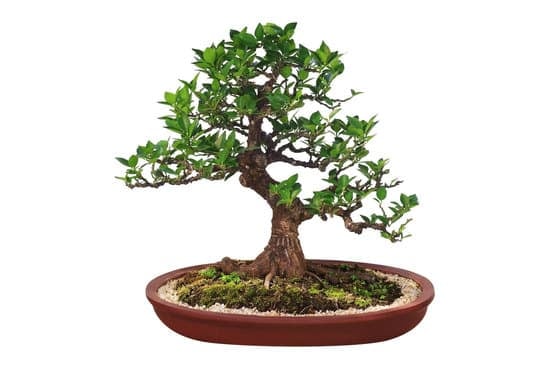 Come Scegliere Il Primo Bonsai 1 Guida pratica su come scegliere il primo bonsai: consigli utili per neofiti