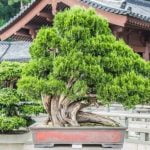 Tempo di germinazione dei semi di pino bonsai: scopri quanto ci mettono