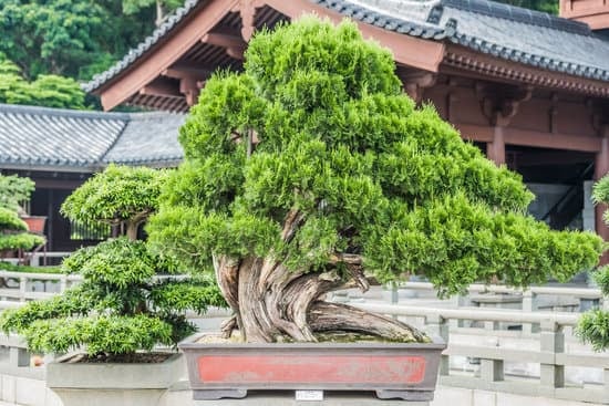 Tempo di germinazione dei semi di pino bonsai: scopri quanto ci mettono