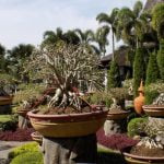 Come Fare Bonsai a Talea Guida dettagliata su come fare bonsai a talea: passo dopo passo per ottenere risultati sorprendenti