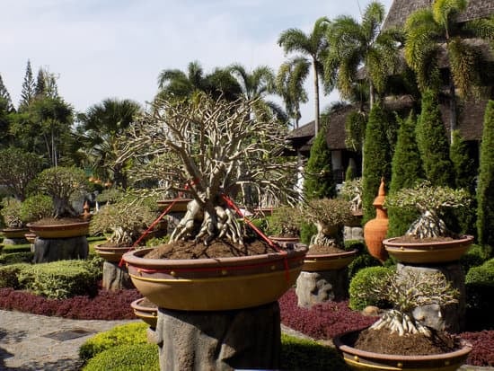 Come Fare Bonsai a Talea 9 Guida dettagliata su come fare bonsai a talea: passo dopo passo per ottenere risultati sorprendenti