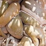 Come Innaffiare Un Bonsai Carmona Scopri come innaffiare un bonsai Carmona: dosaggio e frequenza ideale per la sua crescita