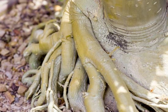 Come Fare Un Bonsai Di Peperoncini 1 Guida pratica: Come fare un bonsai di peperoncini