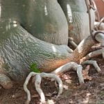 Come Mantenere Un Ficus Bonsai Come mantenere un ficus bonsai: luce, annaffiatura e potatura per la cura perfetta