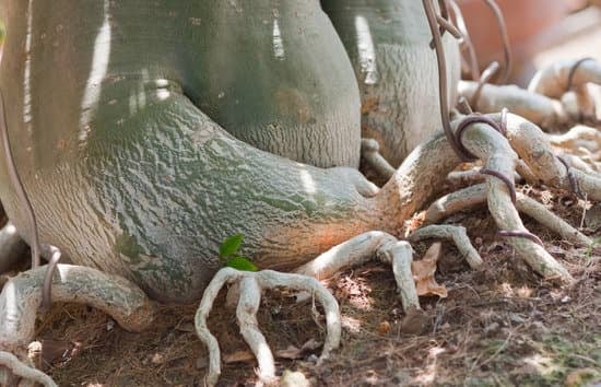 Come Mantenere Un Ficus Bonsai 1 Come mantenere un ficus bonsai: luce, annaffiatura e potatura per la cura perfetta