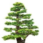 Come Eliminare Le Formiche Dal Bonsai Utilizza l'olio di neem per eliminare le formiche dal bonsai