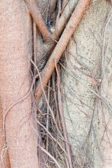 Segui passo dopo passo la guida Come fare un bonsai di nespolo per un risultato perfetto