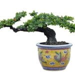 Come Allevare Un Bonsai Guida pratica su come allevare un bonsai in casa