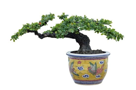 Come Allevare Un Bonsai 17 Guida pratica su come allevare un bonsai in casa
