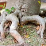 Come Rendere Un Albero d'Ulivo a Bonsai d'Ulivo Guida pratica: trasformare un albero d'ulivo in un bonsai d'ulivo