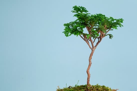 Come Tenere Il Bonsai 1 Segreti per tenere il bonsai: manutenzione e cure