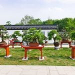 Come.Cresce Bonsai Scopri come cresce il bonsai con i nostri consigli esperti sulla cura delle piante