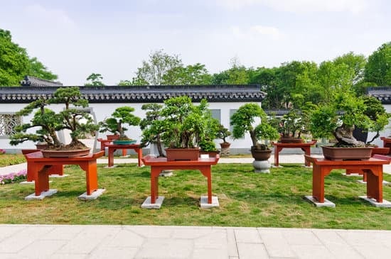 Come.Cresce Bonsai 1 Scopri come cresce il bonsai con i nostri consigli esperti sulla cura delle piante