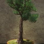 Perché Si Usa Il Filo Di Rame Nei Bonsai La resistenza del filo di rame è essenziale per plasmare i bonsai