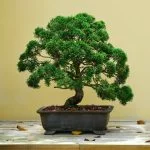 Quando si travasa il bonsai: consigli per un trasferimento sicuro e efficace