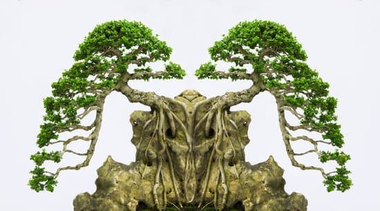 Come Potare I Bonsai Ficus 1 come potare i bonsai ficus
