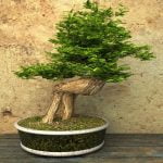 Come Fare Muschio Bonsai Guida passo passo su come fare muschio bonsai per una crescita sana e robusta